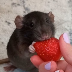 eu vc e minhas ratas <3