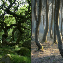Mystic Forest