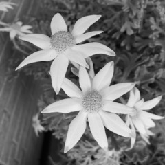 Lala..laz Understatement / 鉄の花（sample）
