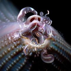 4 Oral - Aphex Twin & Bjork remix