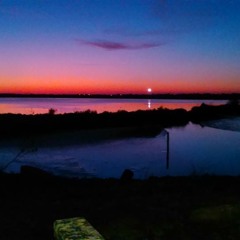 Something in the night