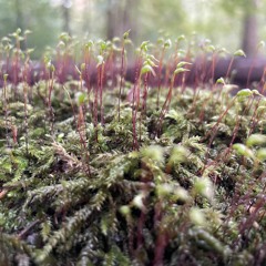 Una passeggiata nel bosco