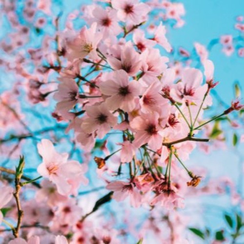Tom Base - SpringFusionMix 2022