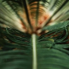 Tangent - Pe Aripile Vantului