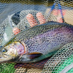 «Вирощування червоної риби в Україні набрало обертів з початку війни» — експерт