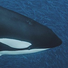orca