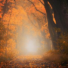 autumn leaves