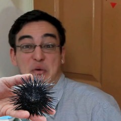 this is a sea urchin.mp4