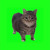 Artwork for Oiiia Oiia Oi Oia Uiia Cat - Luk (Spinning Cat) Techno Tech House Radio Remix