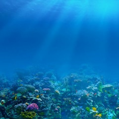 ｓｅａｆｏａｍ