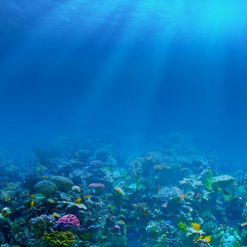 ｓｅａｆｏａｍ