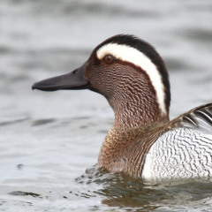 Garganey nocturnal flight calls