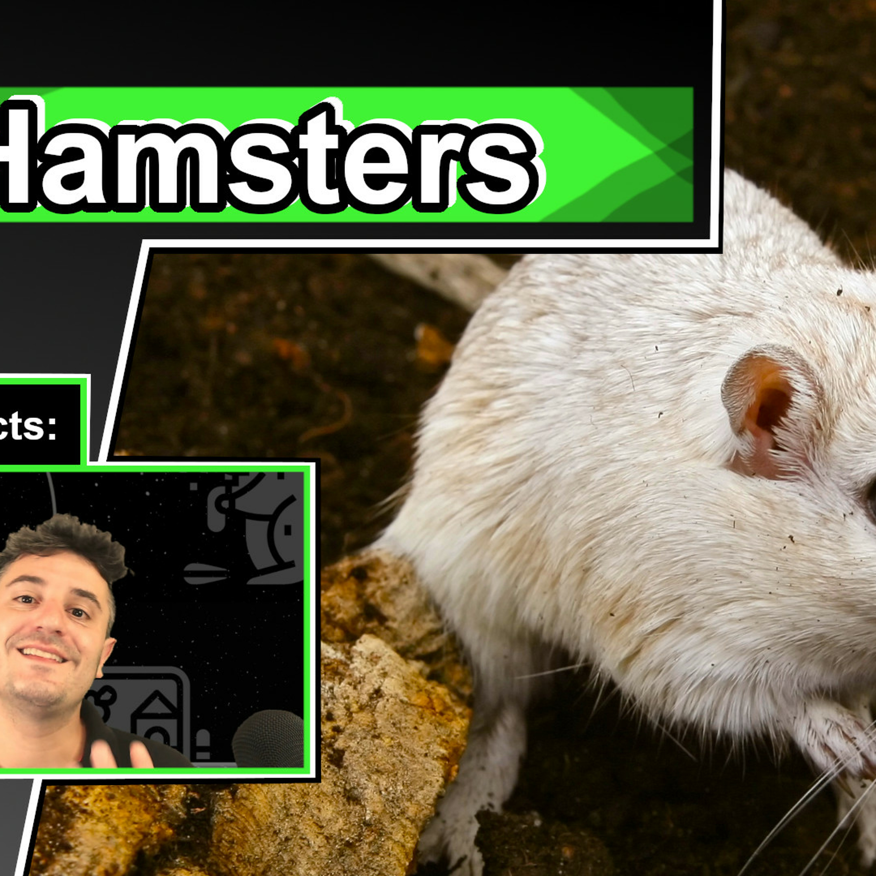 10 cool Facts about Hamsters 10 cool Facts about Hamsters