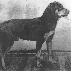 2 Men, A Rotteweiler, A Shotgun, and a Demon Chip (888)