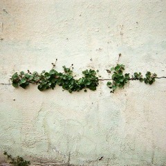 ألم نشرح لك صدرك - د. أحمد عبد المنعم