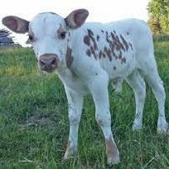 Kom Lilla Kalv Och Drick