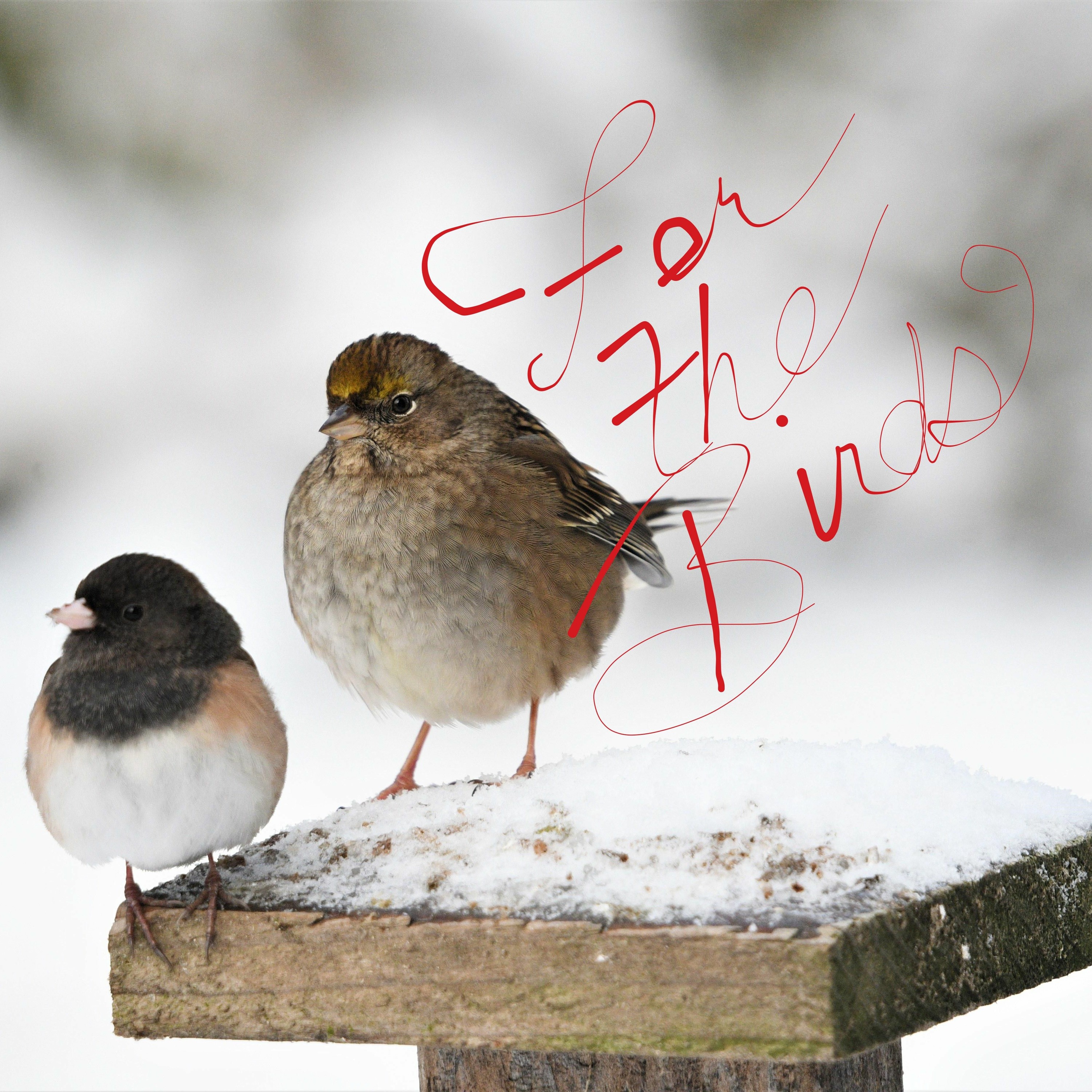 For The Birds