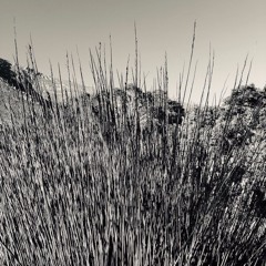 Appetite For Selection 090 - Charles Webster