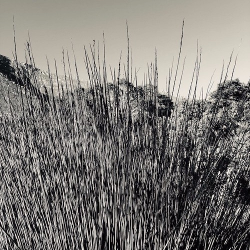 Appetite For Selection 090 - Charles Webster
