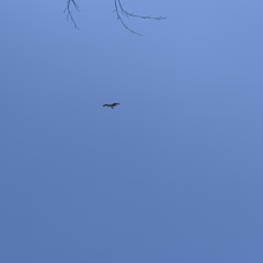 Fall From The Sky