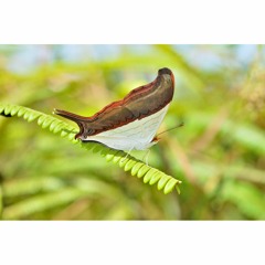 HK_Calm-&-Steady_tracks_261