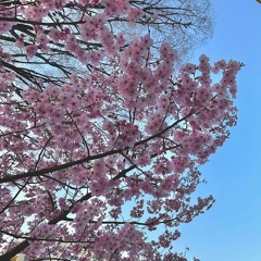 'Spring In Kyoto' Mix