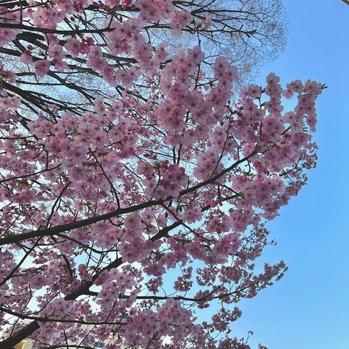 'Spring In Kyoto' Mix