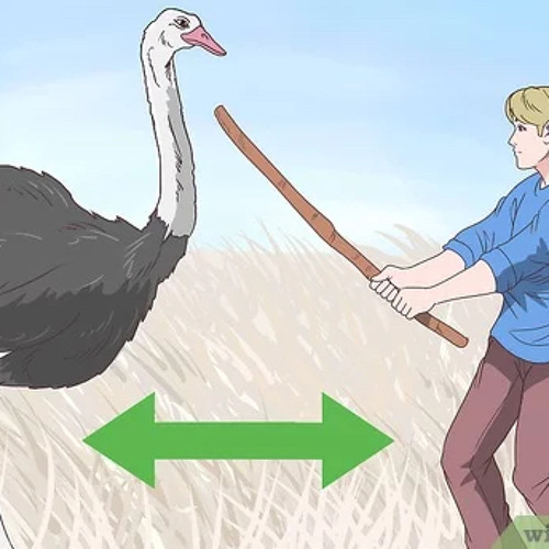 Stream [not mine] Slimecicle explains calmly how to defeat an ostrich