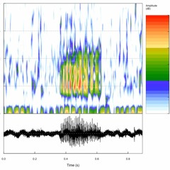 Smilisca phaeota - SingleCall