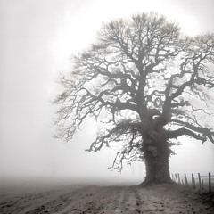 04 - In The Shade Of The Oak (Radio Version) (LANDR remastered)