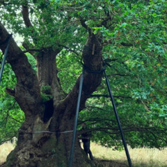 Druid's Oak
