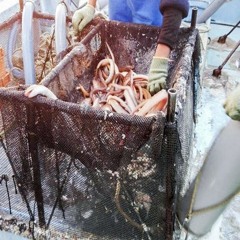 Perú lidera exportación de anguila: conozcamos más sobre esta especie marina