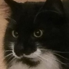 ALEPH - DOWNSTREAM [2021]