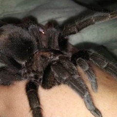 love is most familiar to me when it's walking away