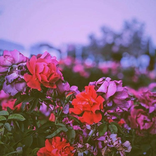 Pamplem'House - please take my hand