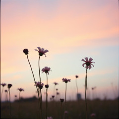 Windows With Wilted Flowers