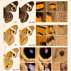 Metamorphosis