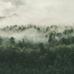 Dancing In The Rainforest