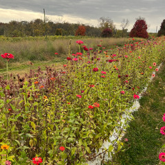Sick of Losing Soulmates - cover of song by dodie (live)