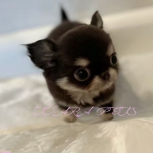 Cute Pomeranian Puppies Available in Spain – From Tiara Pet