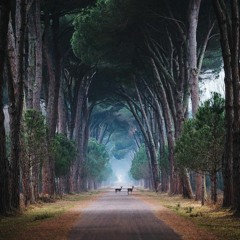 Pathway dream