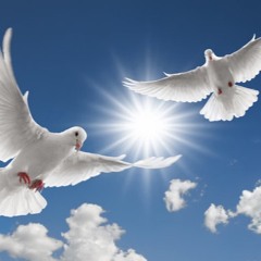 Doves (splurcetti)