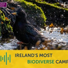 Experience the Most Biodiverse Campus in Ireland by Sound
