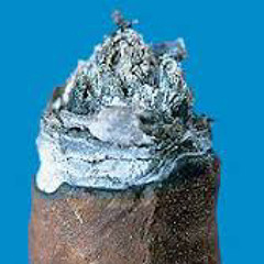 Cut Ends (ft. Anthony Mash)