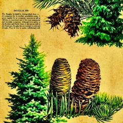 Douglas Fir