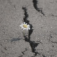 𝐌𝐚𝐬𝐚𝐬𝐡𝐢 - 𝐋𝐢𝐤𝐞 𝐀𝐧 𝐀𝐬𝐩𝐡𝐚𝐥𝐭 𝐅𝐥𝐨𝐰𝐞𝐫