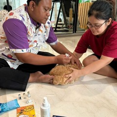 0817-273-670 USG Kucing Tangerang Selatan, Rambad Vet Clinic