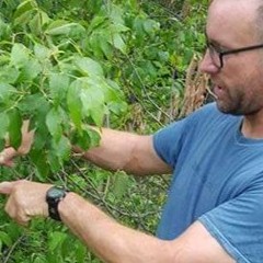 The best and worst trees for your home