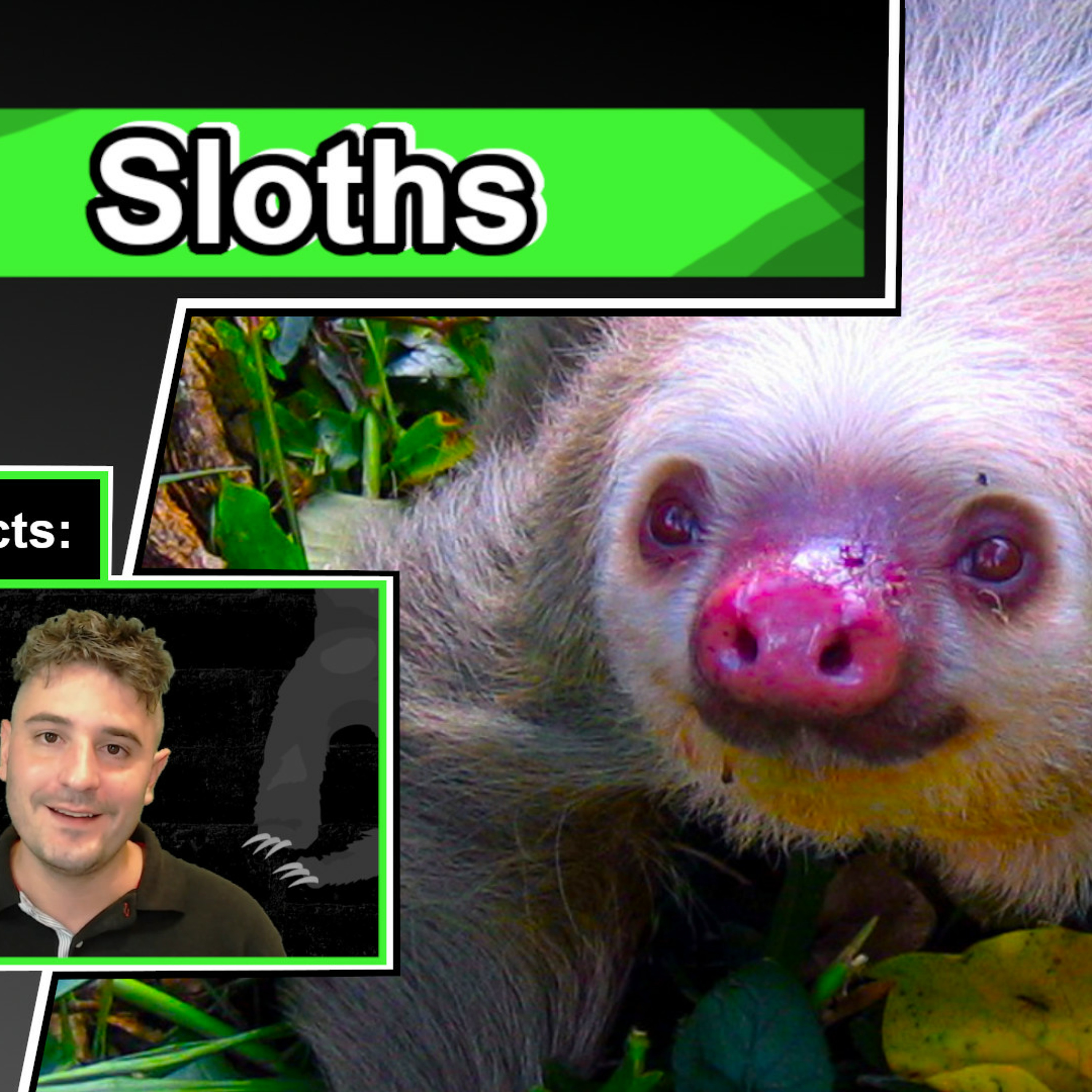 Sloth Facts | Animal Facts about Sloths Sloth Facts | Animal Facts about Sloths