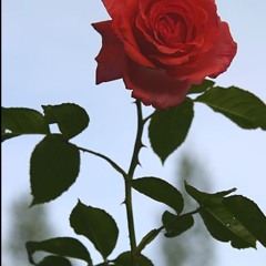 Thorns